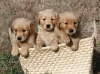pups-cropped