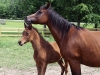 foal-and-mother