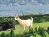 Goat-Island