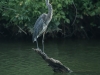 Great-Blue-Heron
