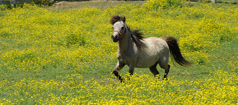 Gardiner Angus Ranch : Cutting Horse Clinic